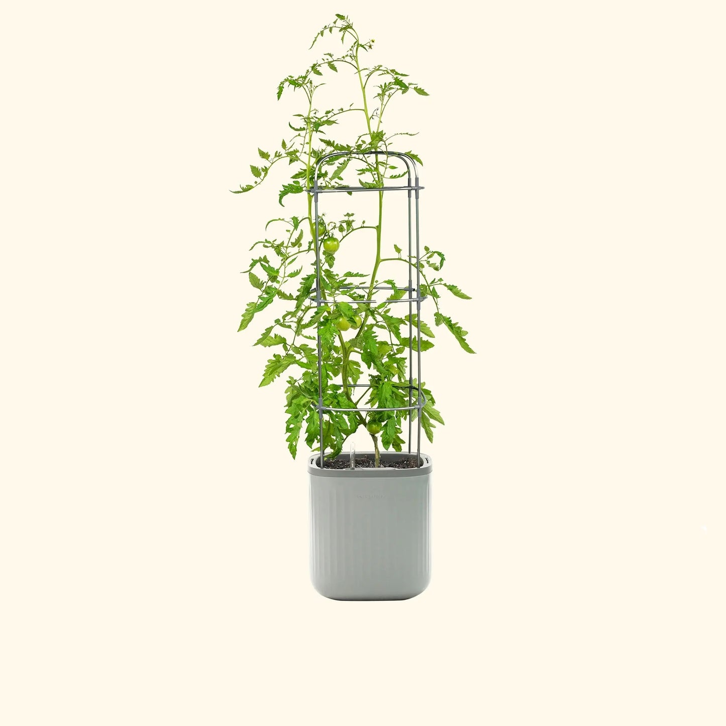 Self-Watering Planter with Climbing Trellis