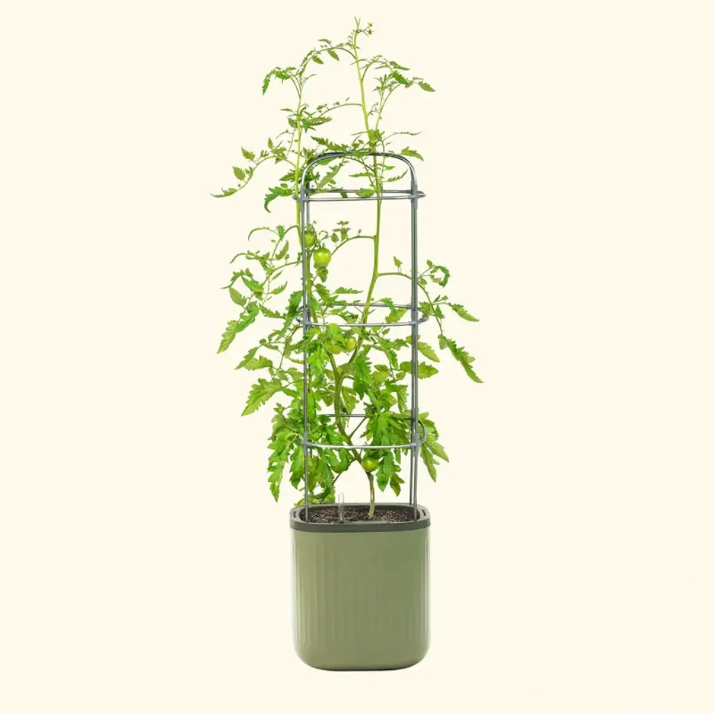 Self-Watering Planter with Climbing Trellis