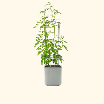 Self-Watering Planter with Climbing Trellis