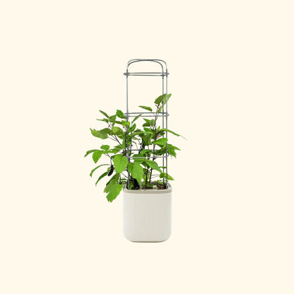 Self-Watering Planter with Climbing Trellis